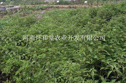 懷和堂懷山藥基地